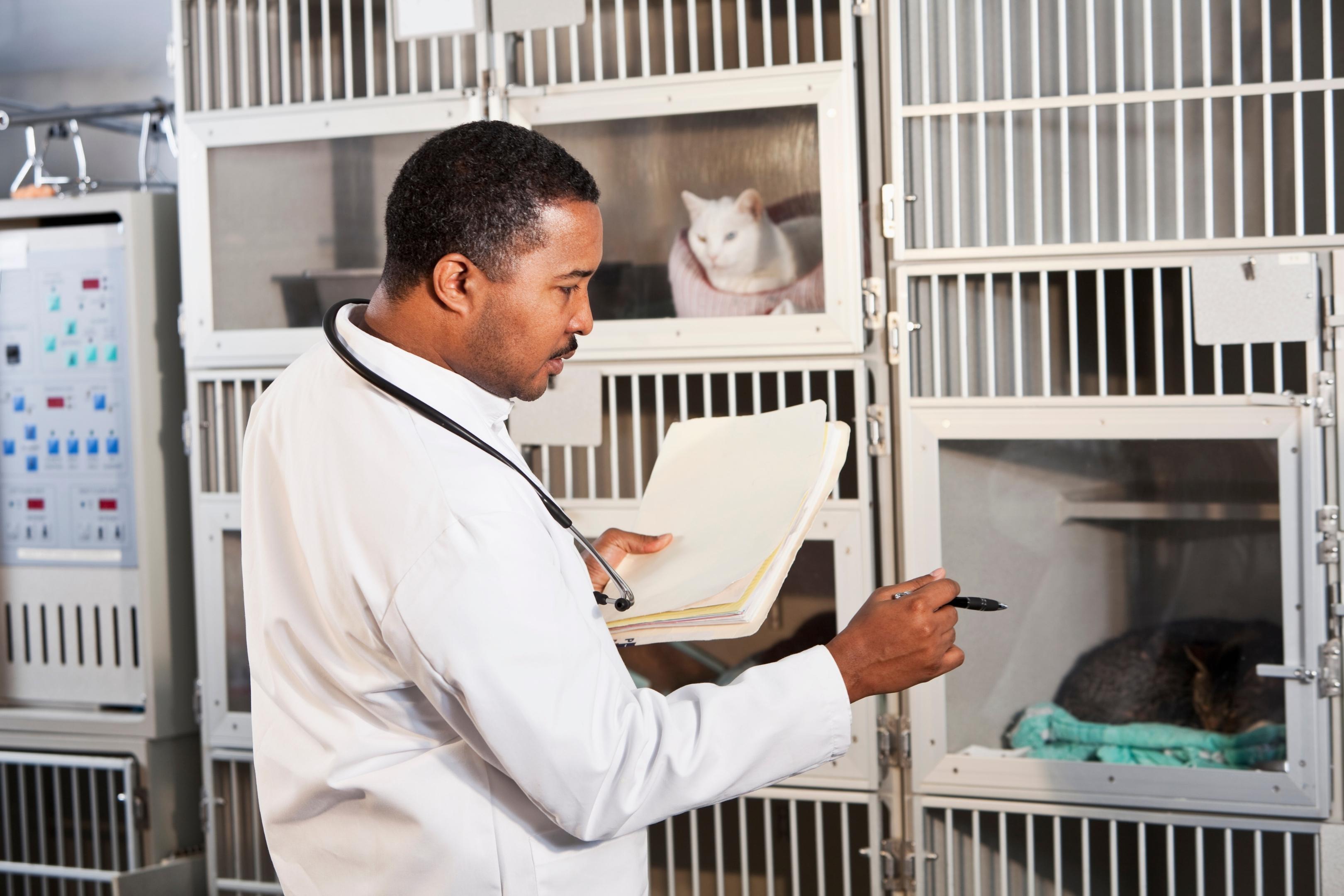 homme prenant des notes de l'etat de sante des chats hospitalises