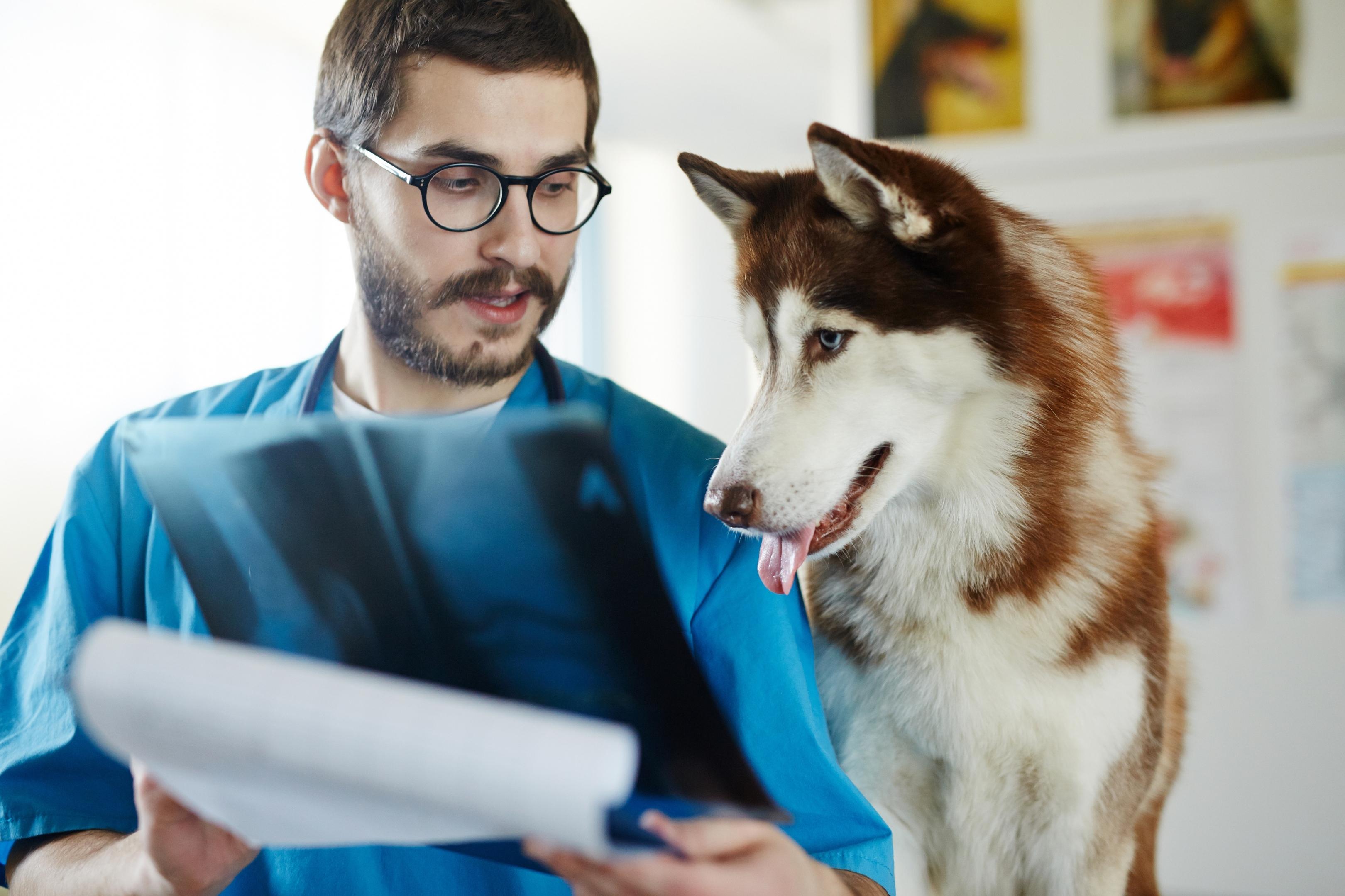 homme tenant une radiographie regardant le chien à ses cotés 