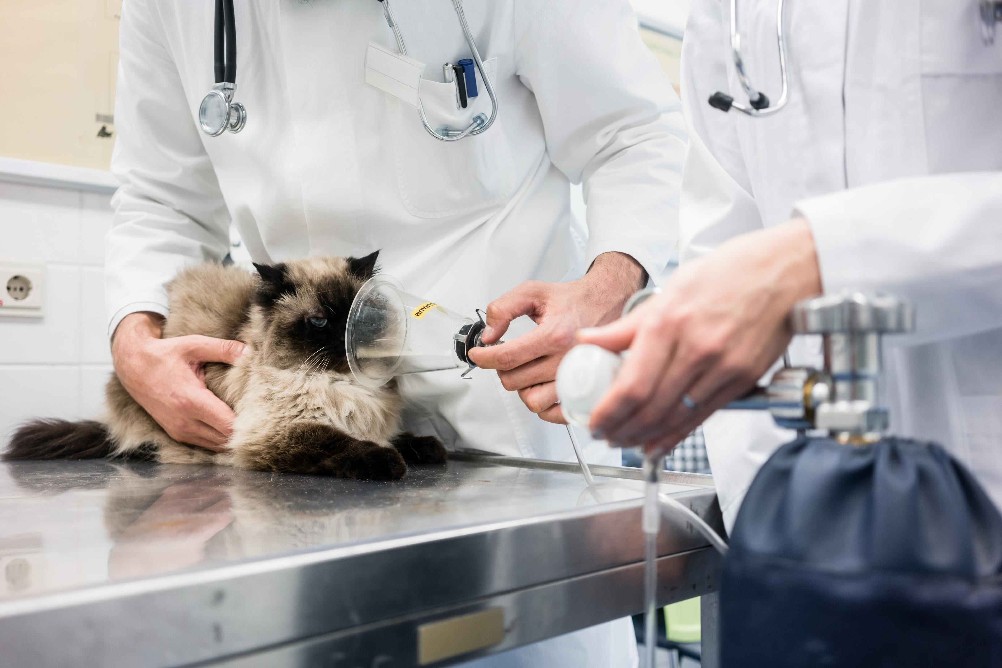 chat hinalant dans un appareil a oxygène 